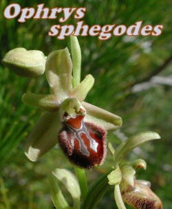 sphegodes